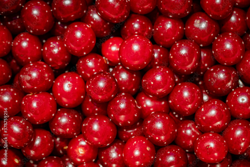 Background of ripe organic sour cherries in the sun Background of ripe organic sour cherries in the sun