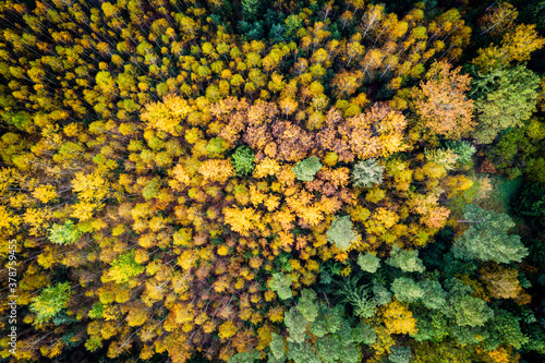 Luftaufnahme vom Herbstwald