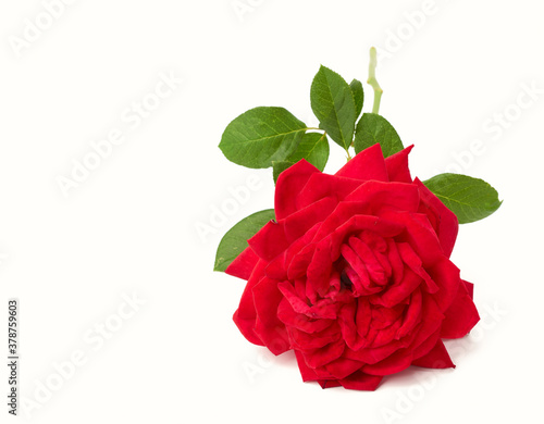 red blooming rose isolated on white background