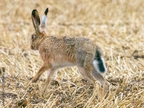 Brown Hare in the Lincolnshire Wolds