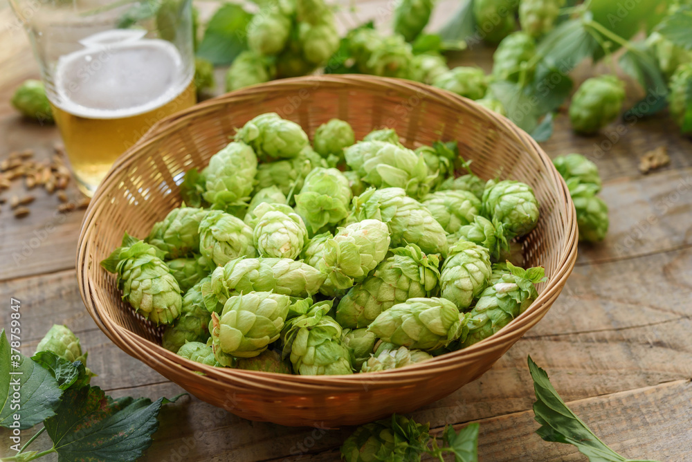 Oktoberfest festival beer background. Malt and hops craft beer brewing background with copy space. Oktoberfest festival beer background. Malt and hops craft beer brewing background with copy space.