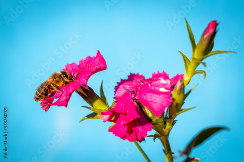 Bee on a pink flower collecting pollen and nectar for the hive blue background