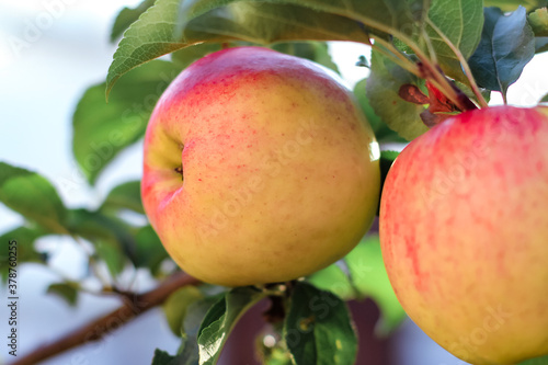 Apples on apple tree branch in fruit garden.Selective focus. Summer, autumn, harvest background.