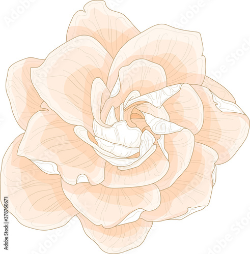 Realistic gardenia flower template in pastel cream color. Jessamine vector illustration for games, background, pattern, decor. Print for textile, fabrics and other surfaces.