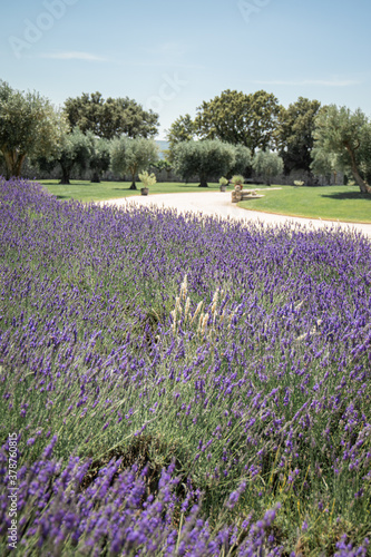 Drome Provence countryside lavender and olive trees