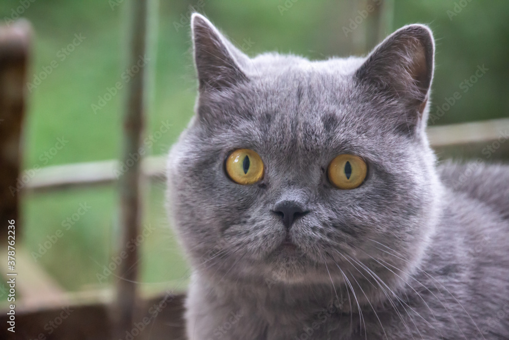 beautiful British gray cat, close-up portrait, large yellow eyes