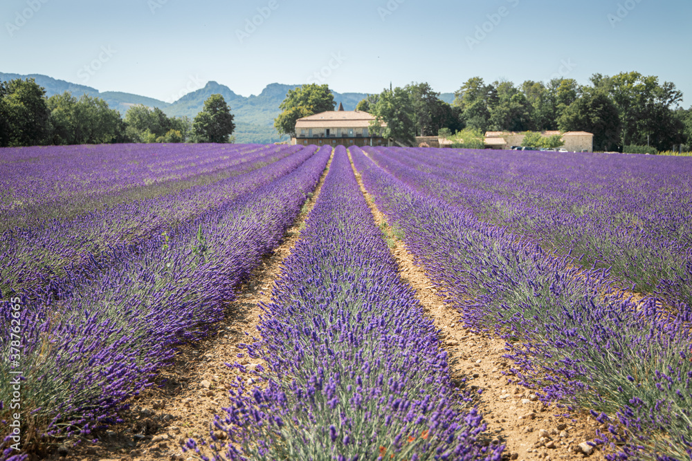 Naklejka premium Provence Drome lavender rows and house with mountain horizontal