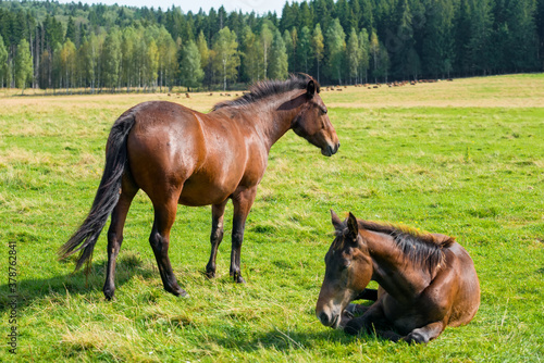 Horses graze in the meadow on a summer day