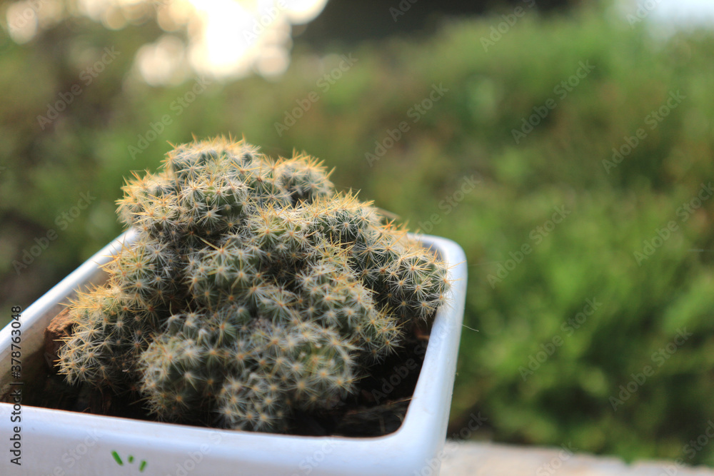 Cactus in the pot With a green background and evening sun Cactus in the pot With a green background and evening sun