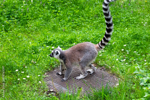 Zookeeper feeding ring tailed lemur family