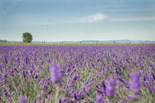 Provence Drome lavender field with tree and sky horizontal