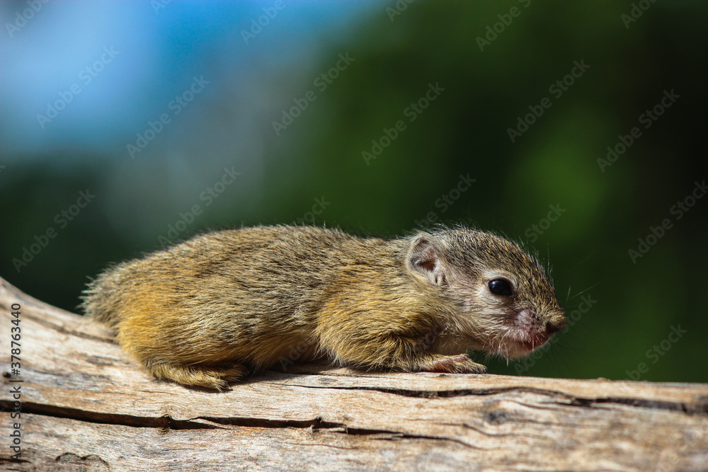 A tiny African Tree Squirrel resting on a branch, South Africa. A tiny African Tree Squirrel resting on a branch, South Africa.