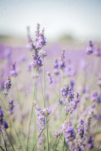 Provence Drome lavender close up wild
