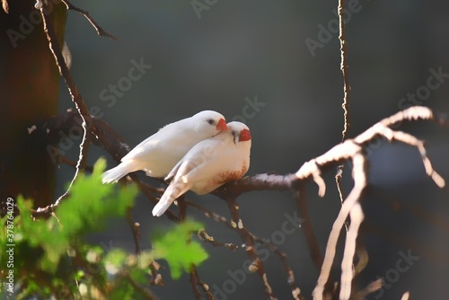 Affectionate finches at Lund city park, Sweden