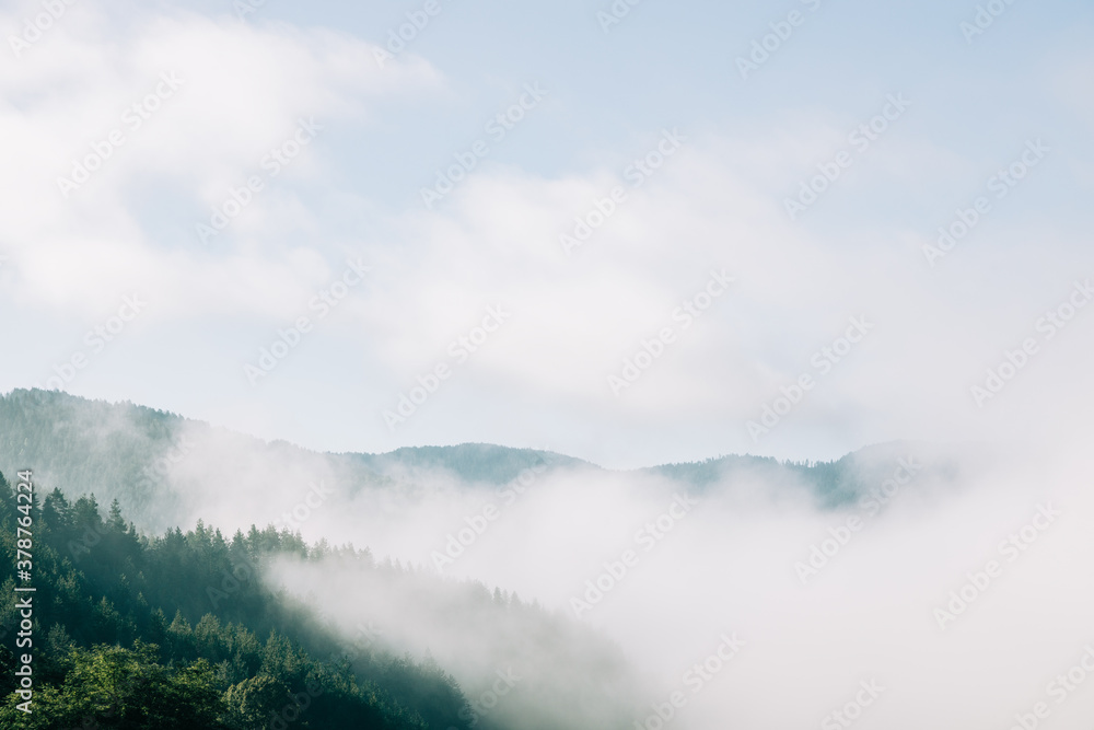 View of the foggy mountain forest in the morning
