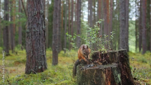 A ginger fluffy squirrel jumps on a tree stump, takes food and runs away. Wild squirrel close-up. Squirrel in the forest in natural conditions.