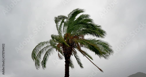 Palm tree during the Mediterranean cyclone Ianos in Nidri on the 18th of September 2020 - Lefkas island Greece photo