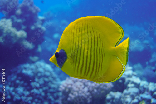 Beautiful Butterfly Fish Swimming In The Red Sea In Egypt. Blue Water, Hurghada, Sharm El Sheikh,Animal, Scuba Diving, Ocean, Under The Sea, Underwater Photography, Snorkeling, Tropical Paradise.