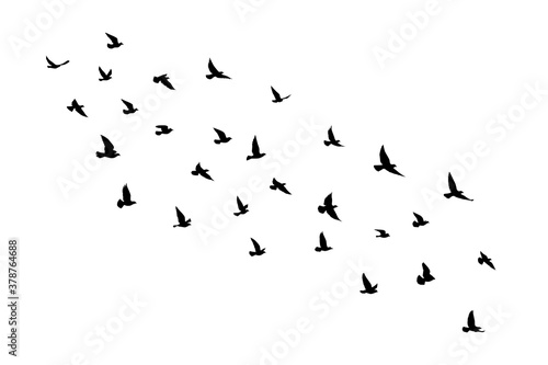 Flying birds silhouettes with spectrum color prism triangle on white background. Vector illustration. isolated bird flying. tattoo and wallpaper background design. © SeemaLotion