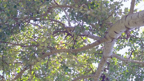 River Birch Tree, growing crown
