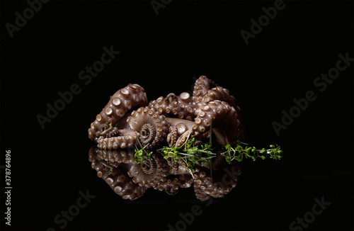 seafood octopus tentacle gourmet nature cuisine