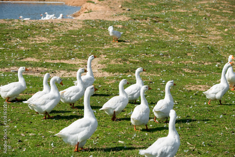 Obraz premium White geese on a summer day at the farm lake