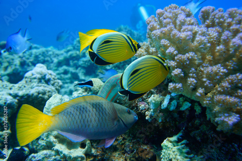 Beautiful Colorful Fish Swimming In The Red Sea In Egypt. Blue Water  Hurghada  Sharm El Sheikh Animal  Scuba Diving  Ocean  Under The Sea  Underwater Photography  Snorkeling  Tropical Paradise.