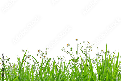 grass and wild flowers isolated background