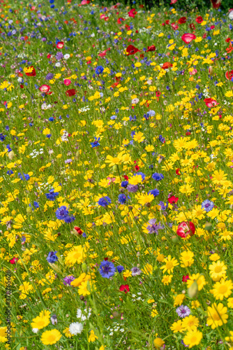 Fototapeta Naklejka Na Ścianę i Meble -  Various wild flowers bloosoms in the meadow