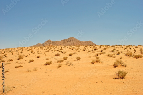 Sand and vegetation of Wadi Rum desert