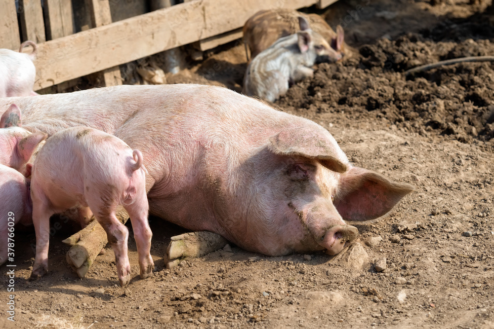 Pig mother with her little piglets in the pen at the farm Pig mother with her little piglets in the pen at the farm