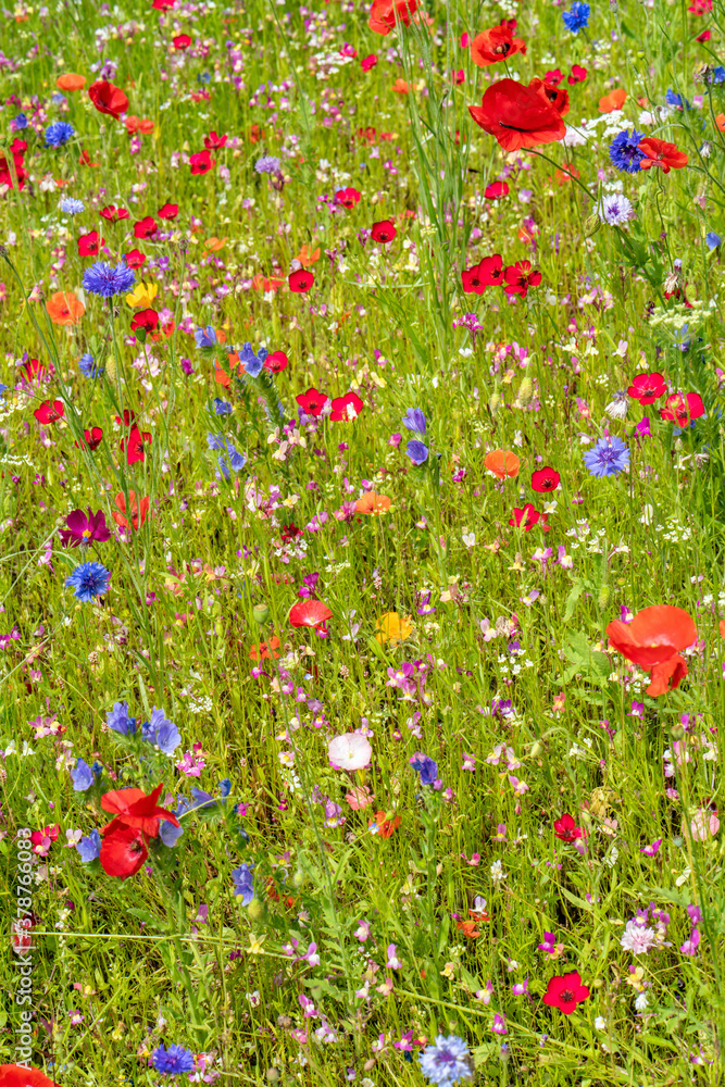 Fototapeta premium Various wild flowers bloosoms in the meadow