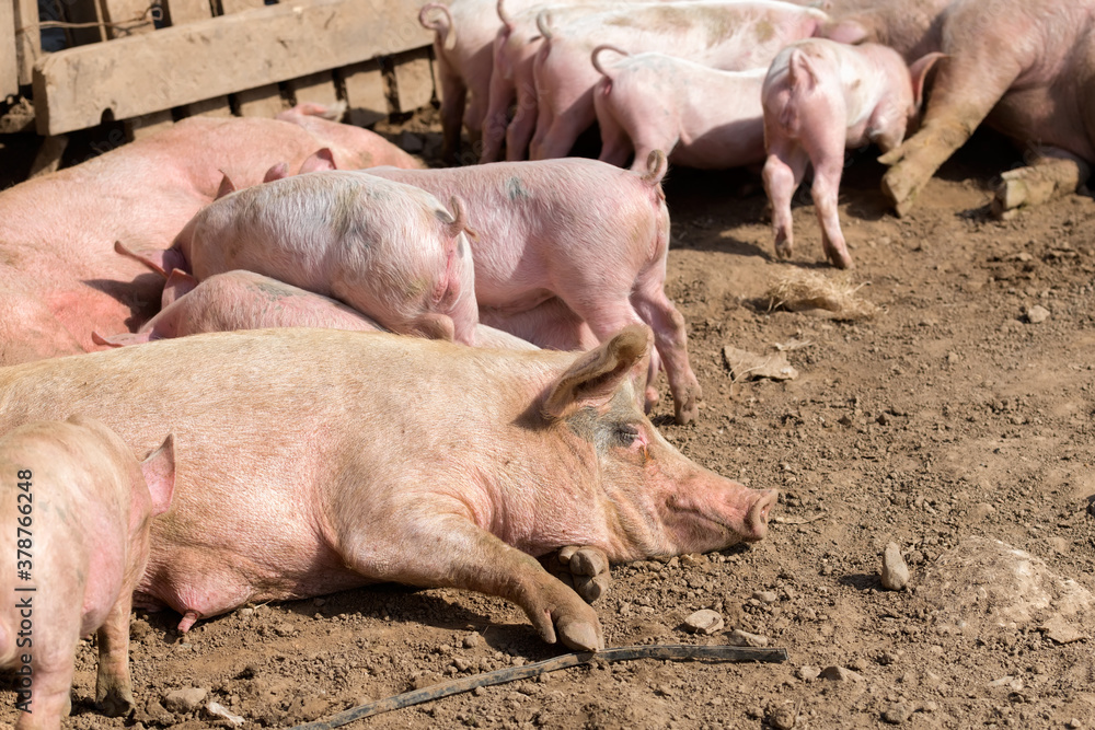 Pig mother with her little piglets in the pen at the farm Pig mother with her little piglets in the pen at the farm