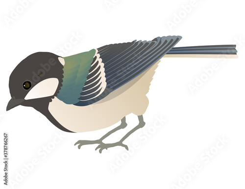 かわいい野鳥シジュウカラのベクターイラスト