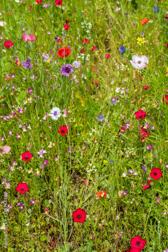 Various wild flowers bloosoms in the meadow