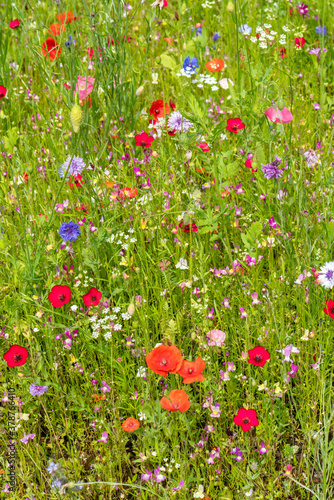 Various wild flowers bloosoms in the meadow © agephotography