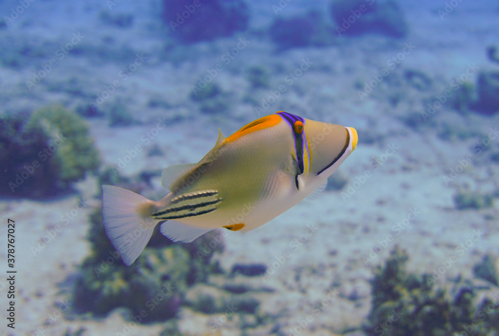 Beautiful Trigger Fish Picasso Triggerfish Swimming In The Red Sea In