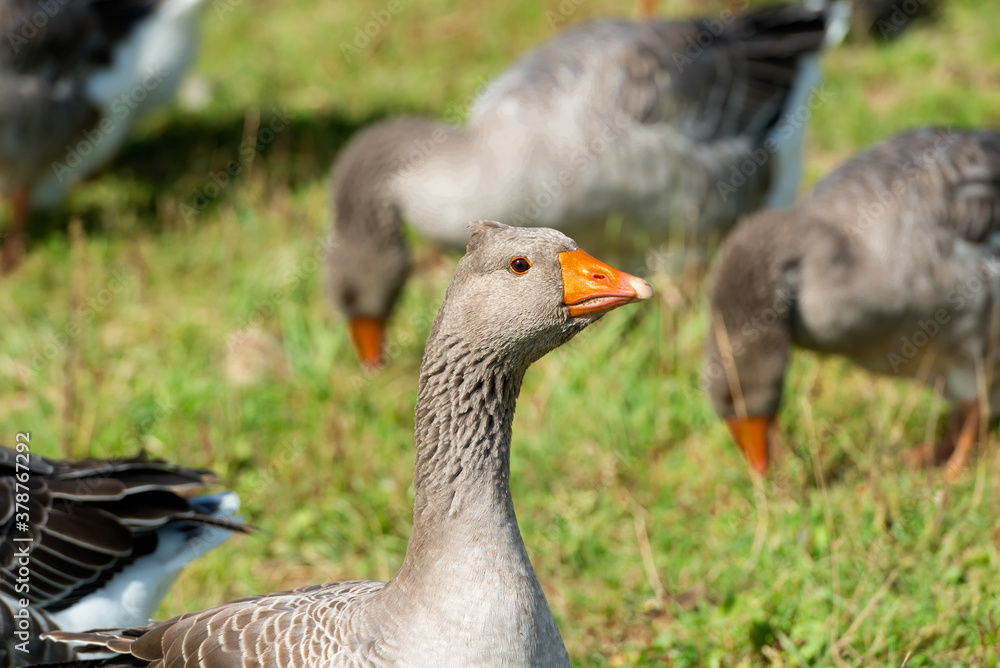 Geese walk on the territory of a livestock farm on a summer day Geese walk on the territory of a livestock farm on a summer day