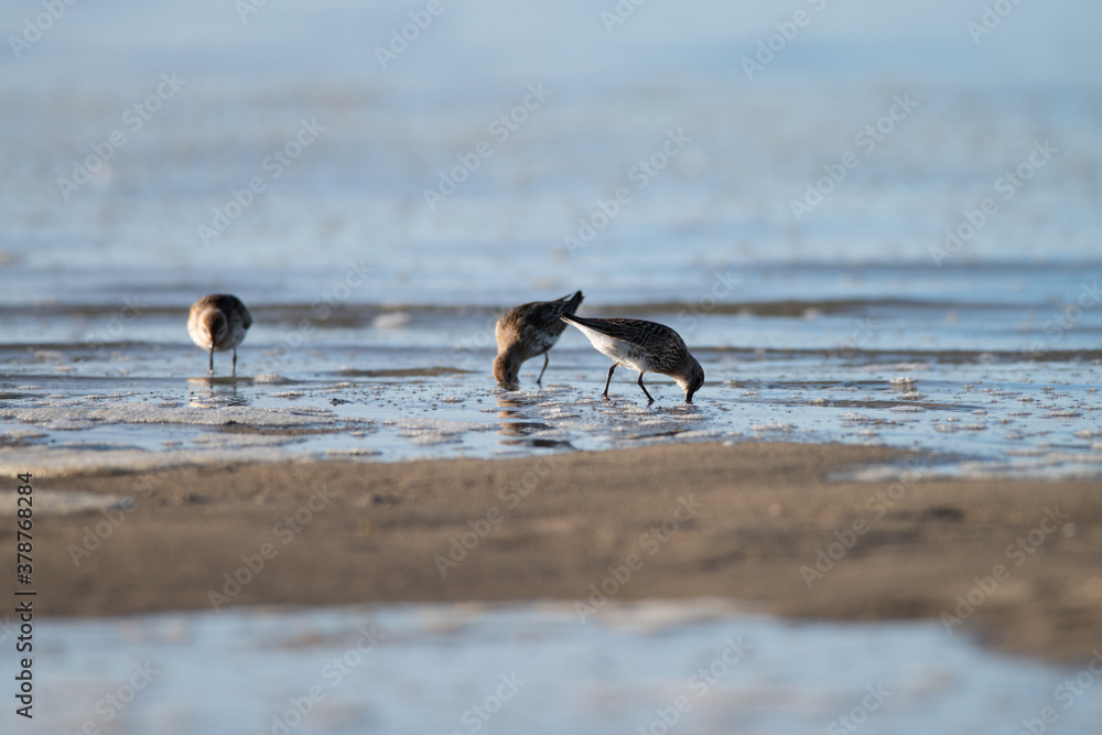 Naklejka premium Multiple Dunlin, Calidris alpina - Sandpipers, Scolopacidae, looking for food in the Wadden Sea during early morning, Ameland, Wadden Island, conservation area, Friesland, The Netherlands