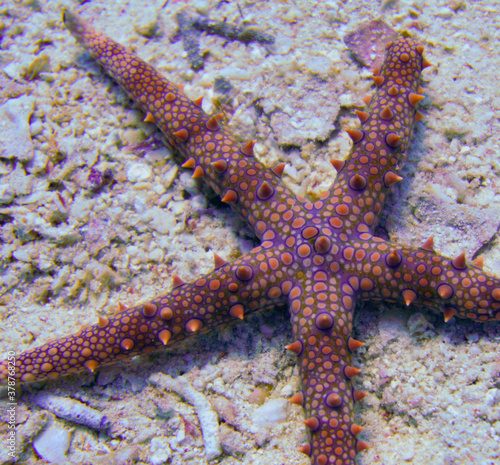 Beautiful Starfish Seastar In The Red Sea In Egypt. Blue Water. Relaxed  Hurghada  Sharm El Sheikh Animal  Scuba Diving  Ocean  Under The Sea  Underwater Photography  Snorkeling  Tropical Paradise.