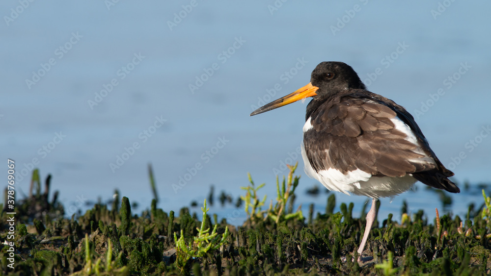 Oystercatcher warms up in the early morning in the wadden area during sunrise, water. in the beautiful protected nature area Het Oerd on the Wadden island of Ameland in the Netherlands Oystercatcher warms up in the early morning in the wadden area during sunrise, water. in the beautiful protected nature area Het Oerd on the Wadden island of Ameland in the Netherlands
