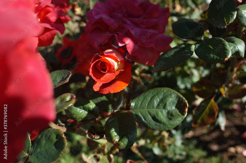 Fototapeta premium Orange blend Flower of Rose 'Leonidas' in Full Bloom 