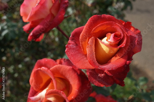 Orange blend Flower of Rose  Leonidas  in Full Bloom 
