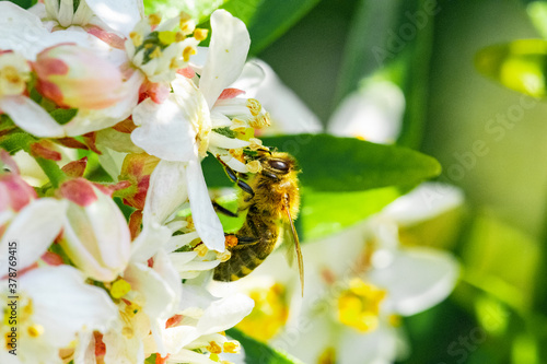 Bee: Honey Bee collecting pollen on wild flowers. Closeup details of small insect. Endangered wildlife in the UK. Natural background.