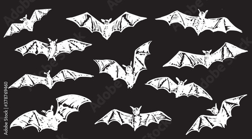 Bat sketch. Hand drawn illustration. 