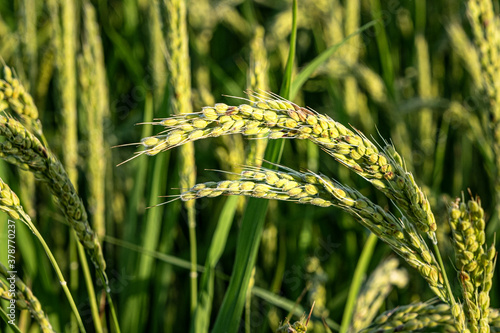 Green rice ears in a paddy cultivation field. Food industry background. photo