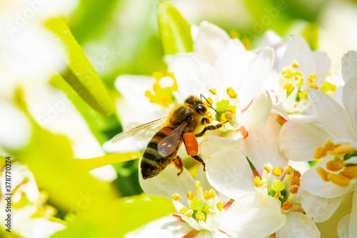Bee: Honey Bee collecting pollen on wild flowers. Closeup details of small insect. Endangered wildlife in the UK. Natural background.