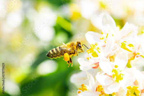 Bee: Honey Bee collecting pollen on wild flowers. Closeup details of small insect. Endangered wildlife in the UK. Natural background.