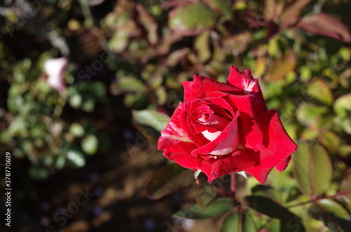 Red and White Flower of Rose  Love  in Full Bloom 