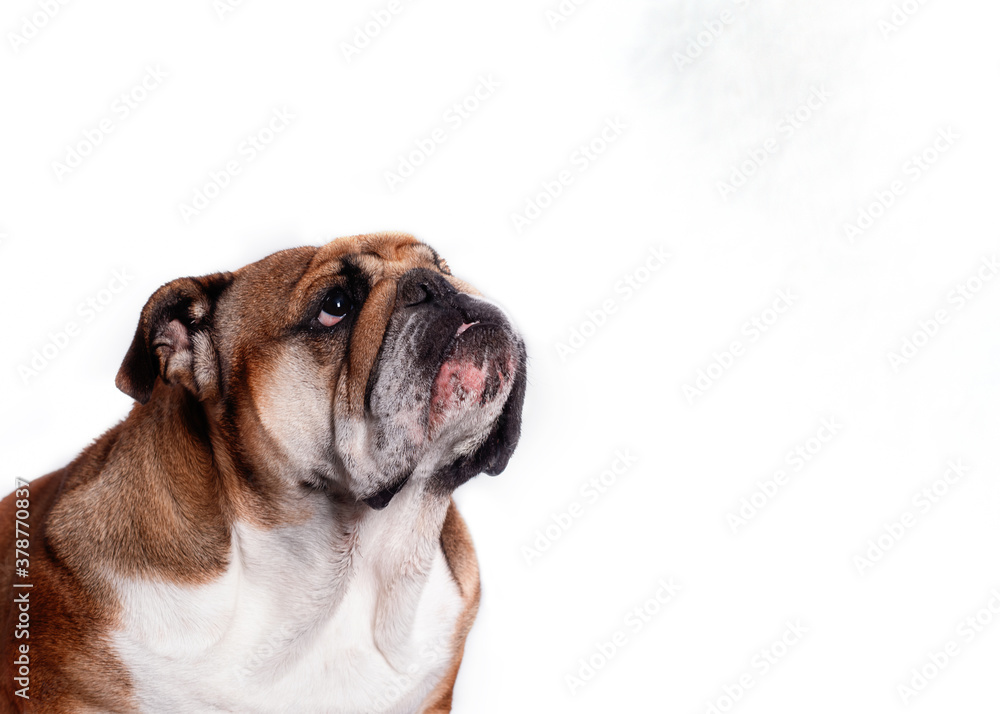 Red English Bulldog sitting on white background